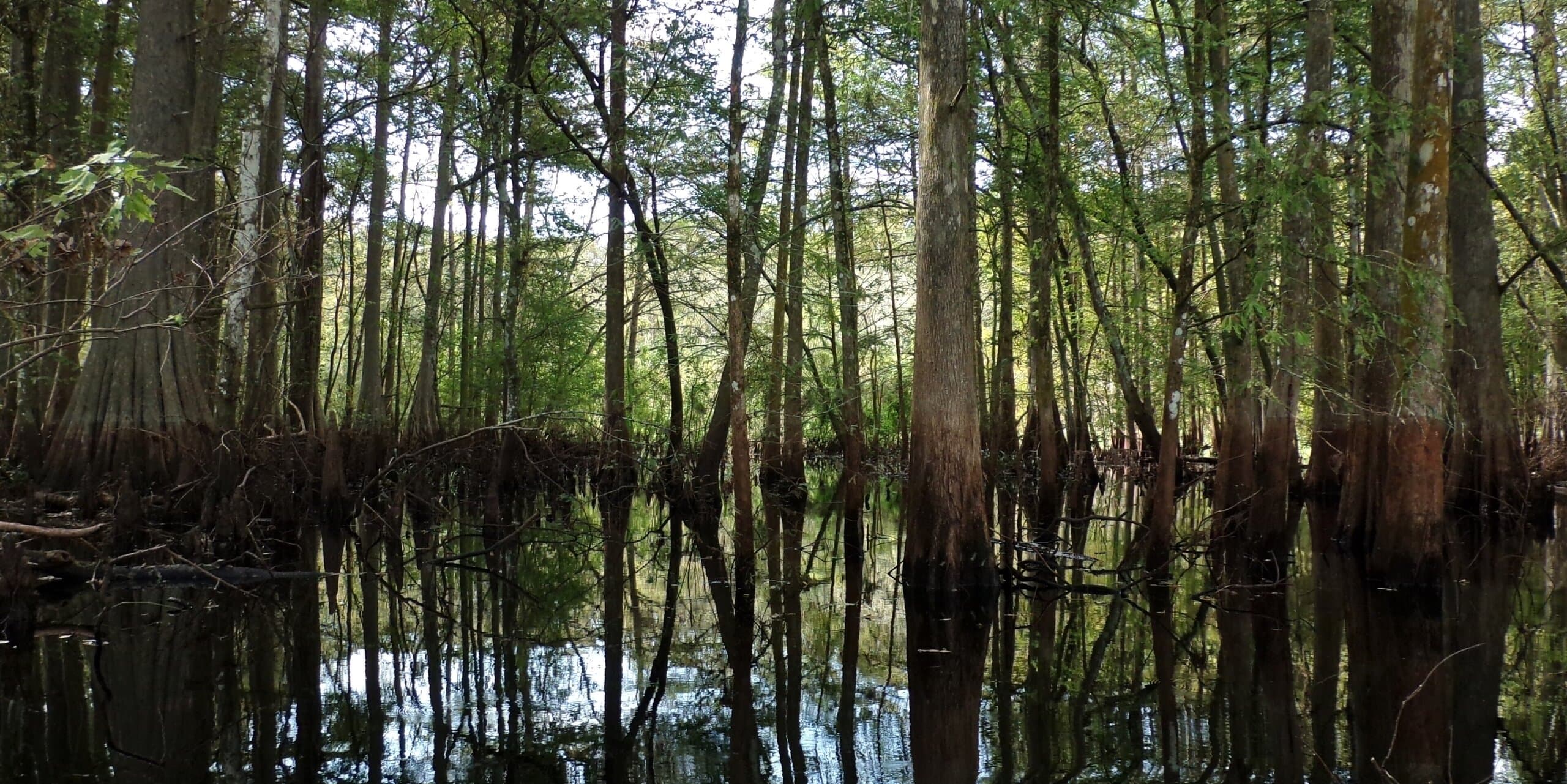 Homosassa Springs, FL skyline, the corridor Whipshipper carriers serve daily